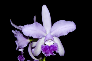 Cattleya Blue Star 'Feuerbach' HCC 77 pts